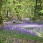 BluebellWood
